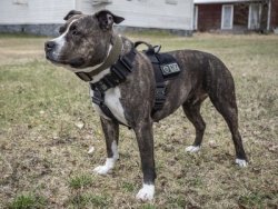 K9 Thorn Hundsele Delta