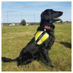 K9 Thorn Varselsele för Hund med MOLLE